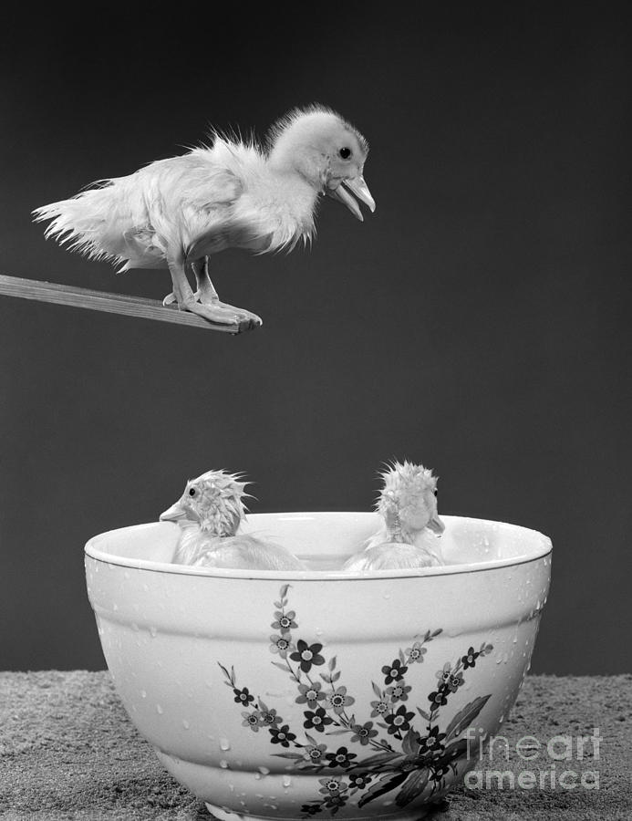 Duckling On Diving Board, C. 1950s Photograph by H. Armstrong Roberts/ClassicStock