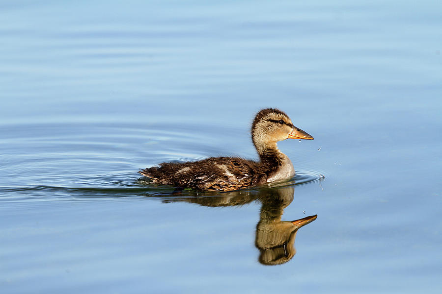 Duckling out for a swim Photograph by Jackson Pearson