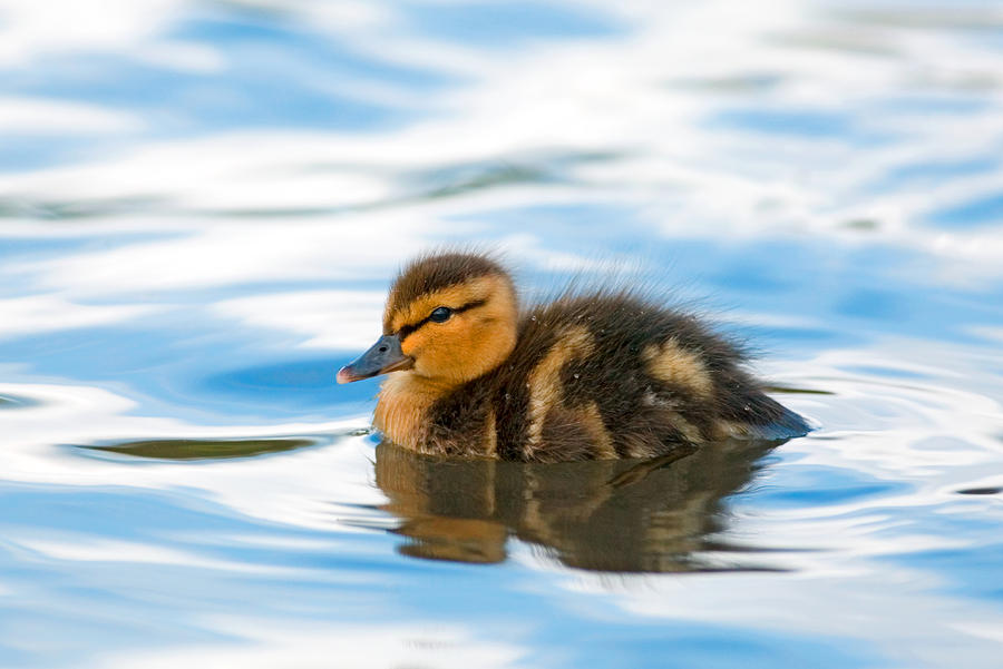 Duck Photograph - Duckling by Randall Ingalls