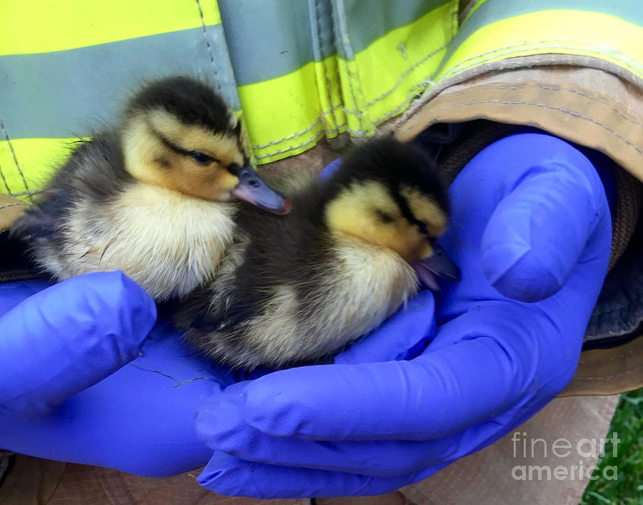 Helping Hands Duckling Rescue Photograph by Susan Garren