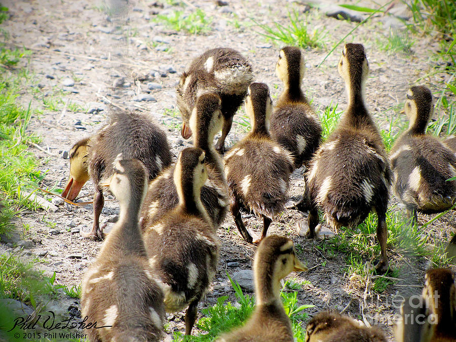 Duckling Run Photograph by Phil Welsher