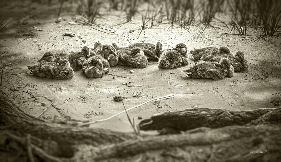 Duckling Siblings - Sepia Photograph by Brian Wallace