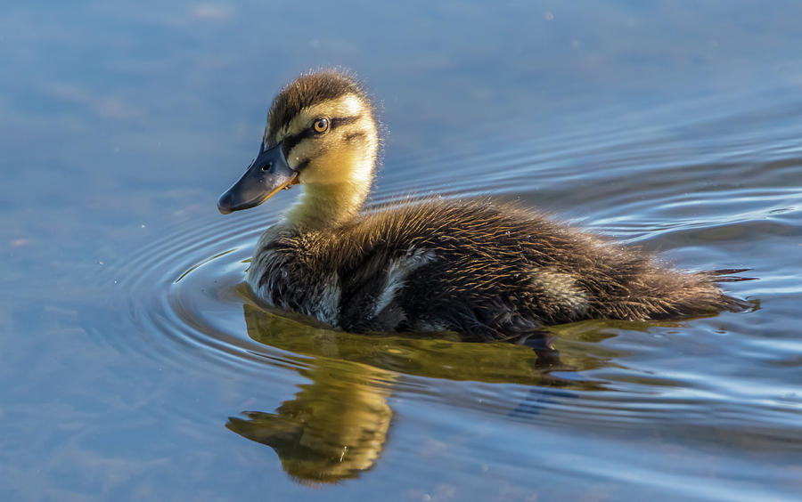 Duckling Stare Photograph by Marc Crumpler