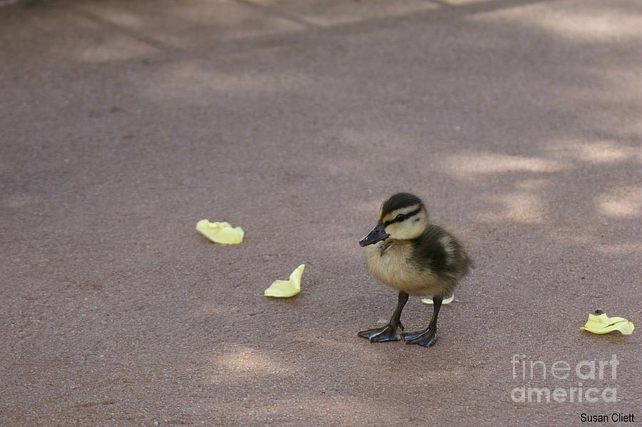 Duckling Photograph by Susan Cliett