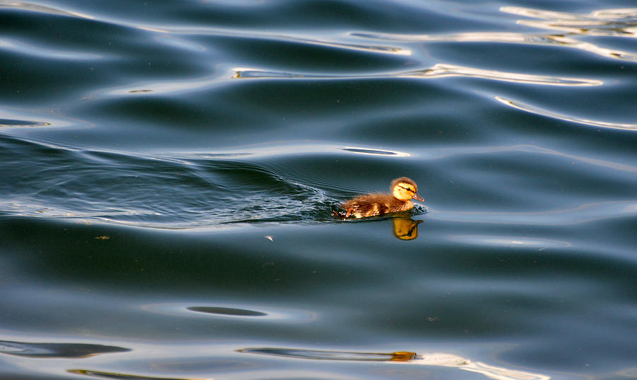 Duckling Swimming 3  Photograph by Lyle Crump