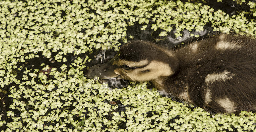 Duck Photograph - Duckling by Tracy Winter