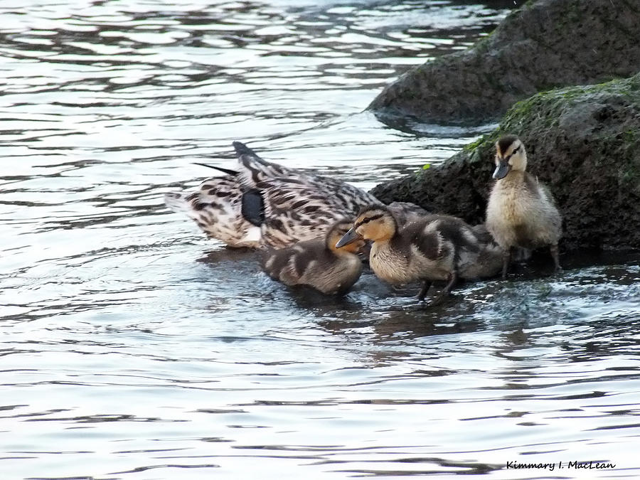 Ducklings at Play Photograph by Kimmary MacLean