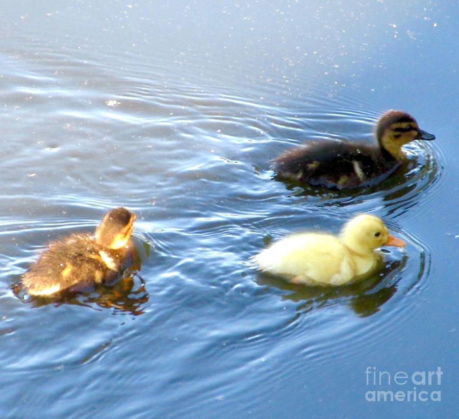 Ducklings Photograph by CAC Graphics