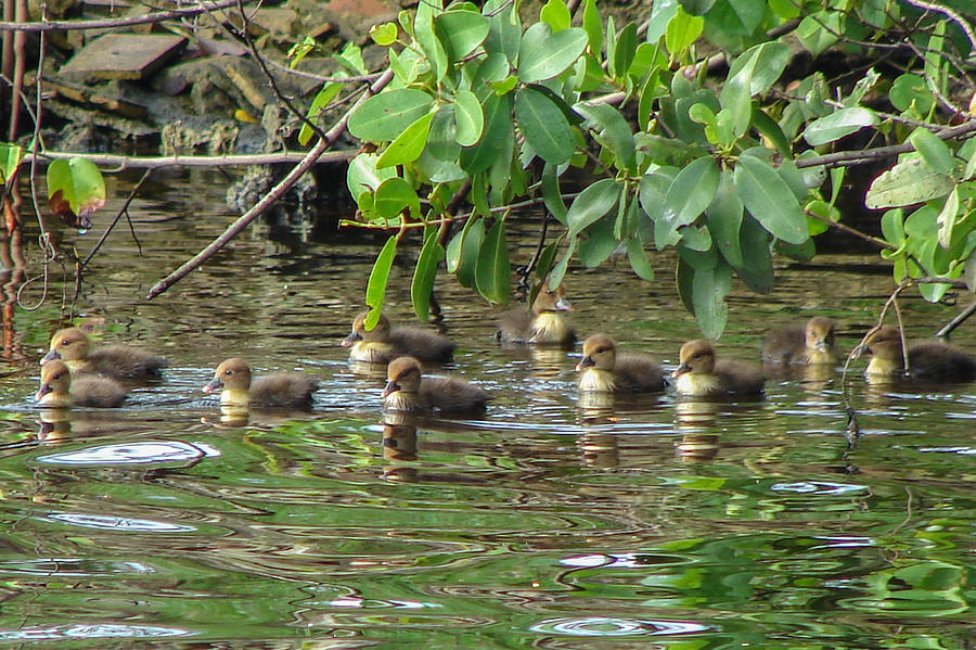 Ducklings Photograph by Carl Moore