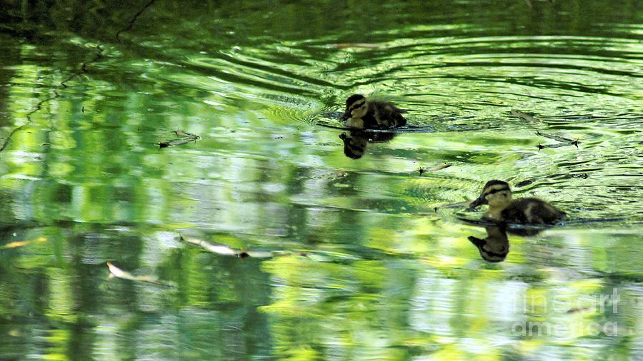 Ducklings Photograph