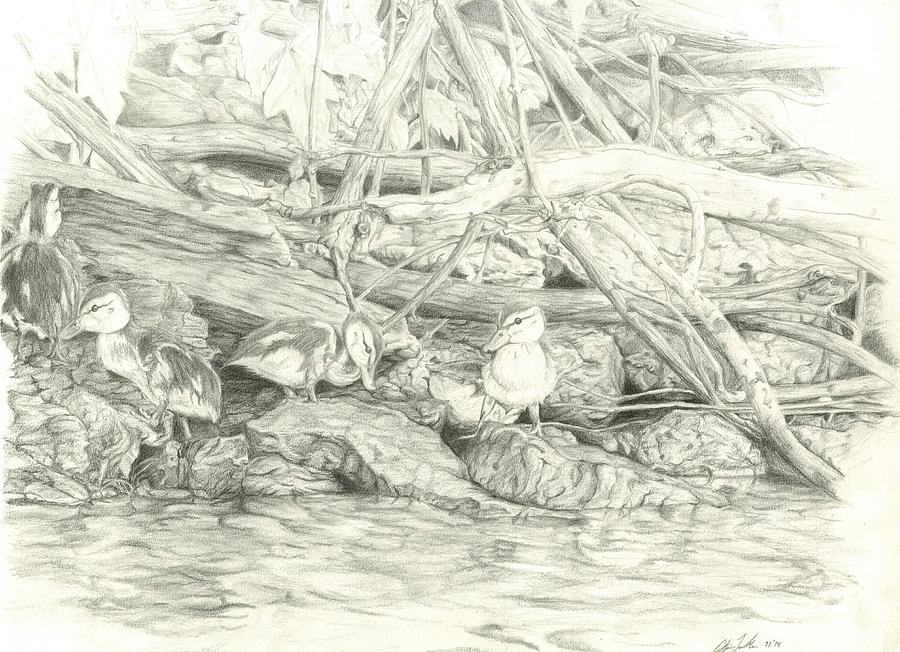 Ducklings Drawing by Christopher Taulbee