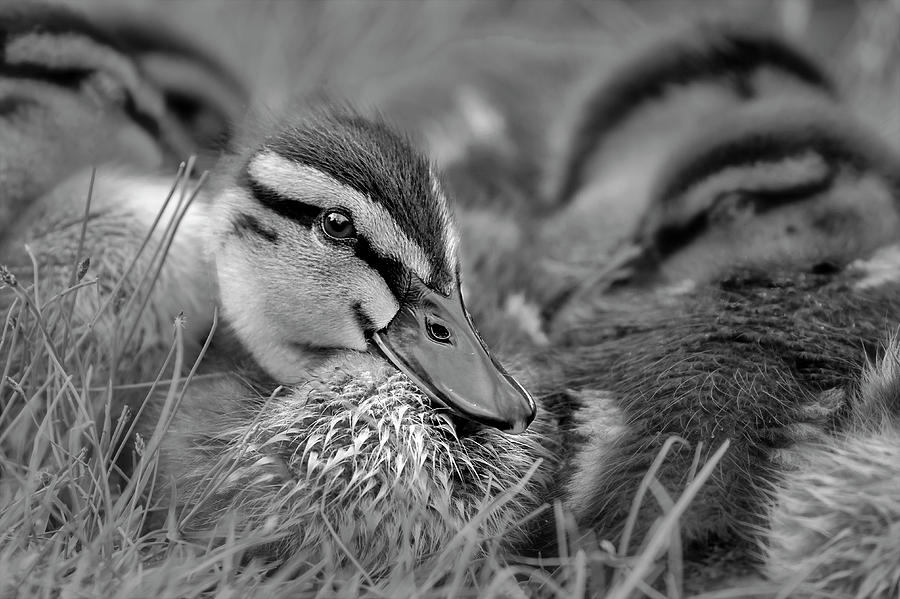 Ducklings Cuddling BW Photograph by Susan Candelario