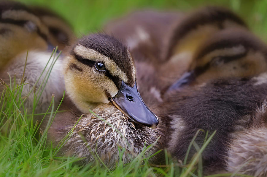 Ducklings Cuddling Photograph by Susan Candelario