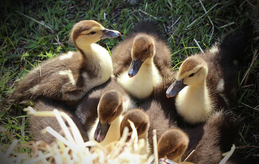 Ducklings Photograph by Cynthia Guinn