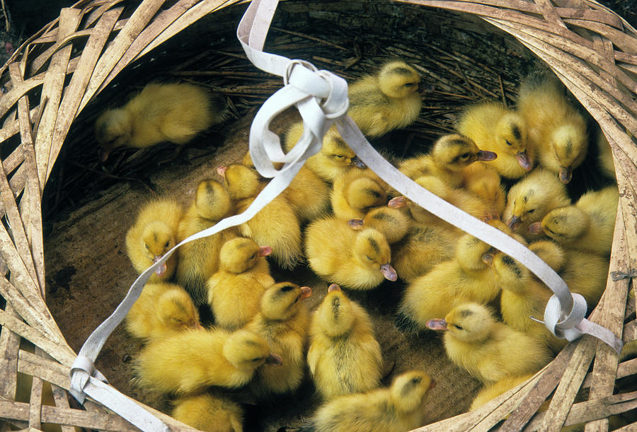 Ducklings in a Basket Photograph by Michele Burgess
