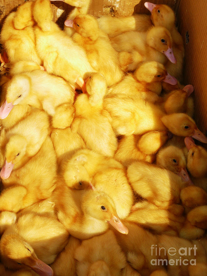 Ducklings Photograph by Jasna Dragun