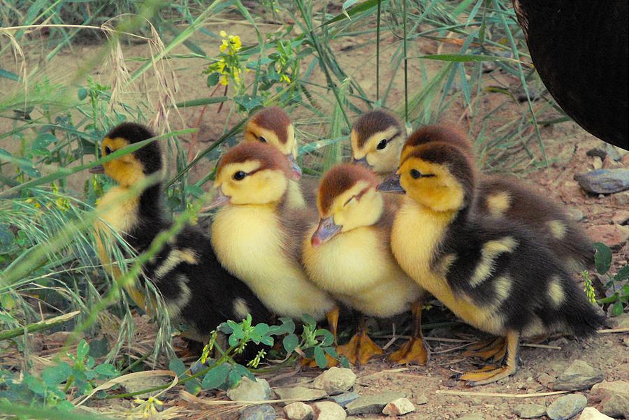 Ducklings Photograph by Kae Cheatham