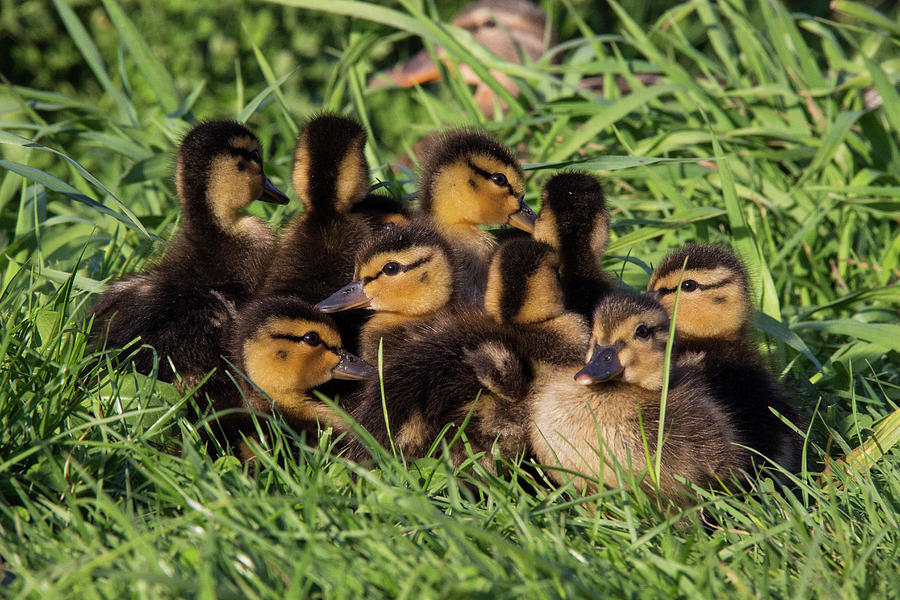 Ducklings Photograph by Linda Gayle Parker - Fine Art America