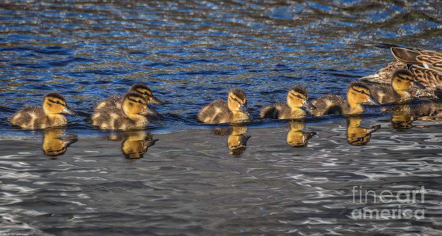 Ducklings  Photograph by Mitch Shindelbower