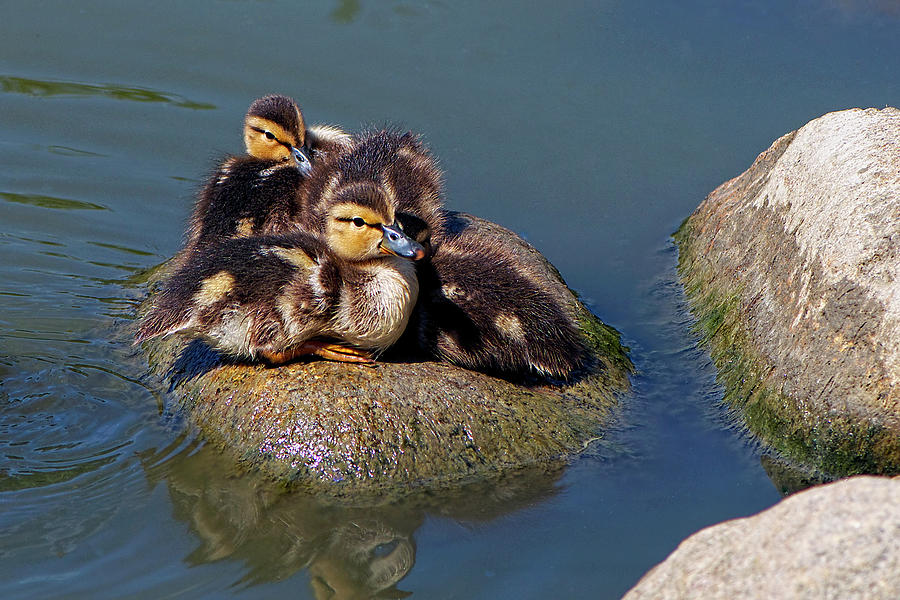 Ducklings on a Rock Photograph by Sharon Talson