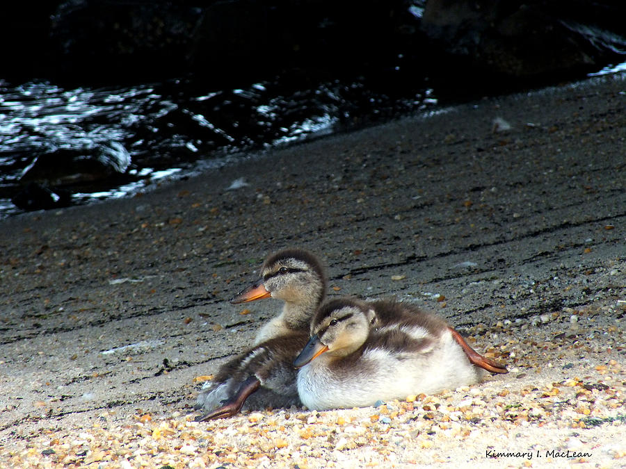 Ducklings on the Beach Photograph by Kimmary MacLean