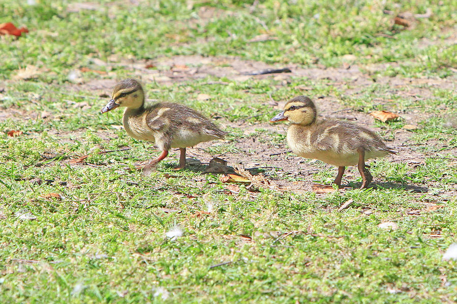 Ducklings on the Grass Photograph by Shoal Hollingsworth