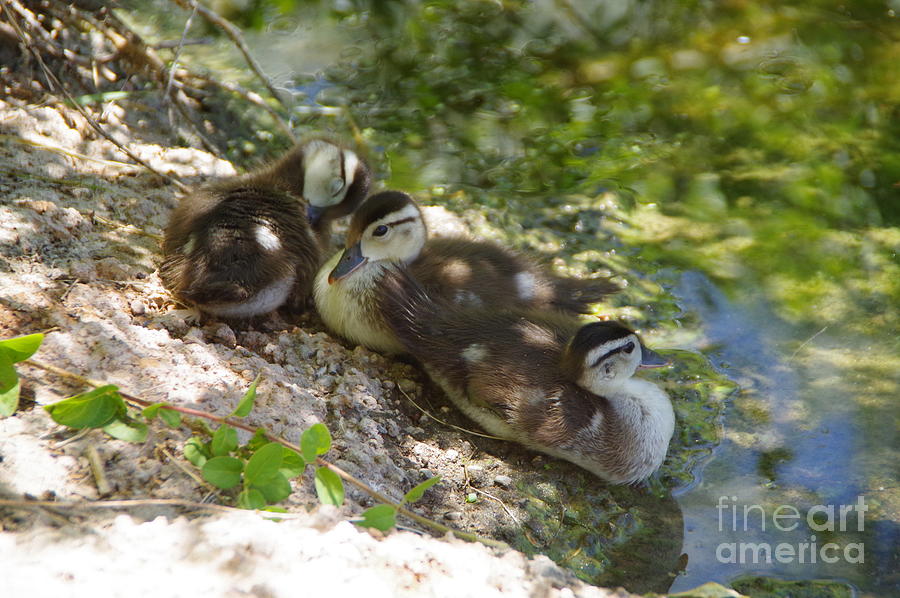 Ducklings on the shore Photograph by Jeff Swan