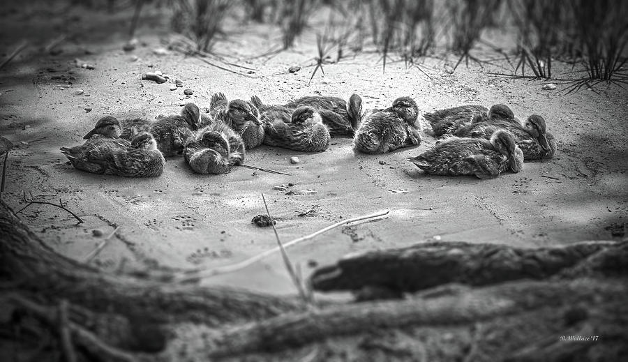 Ducklings Siblings - Grayscale Photograph by Brian Wallace