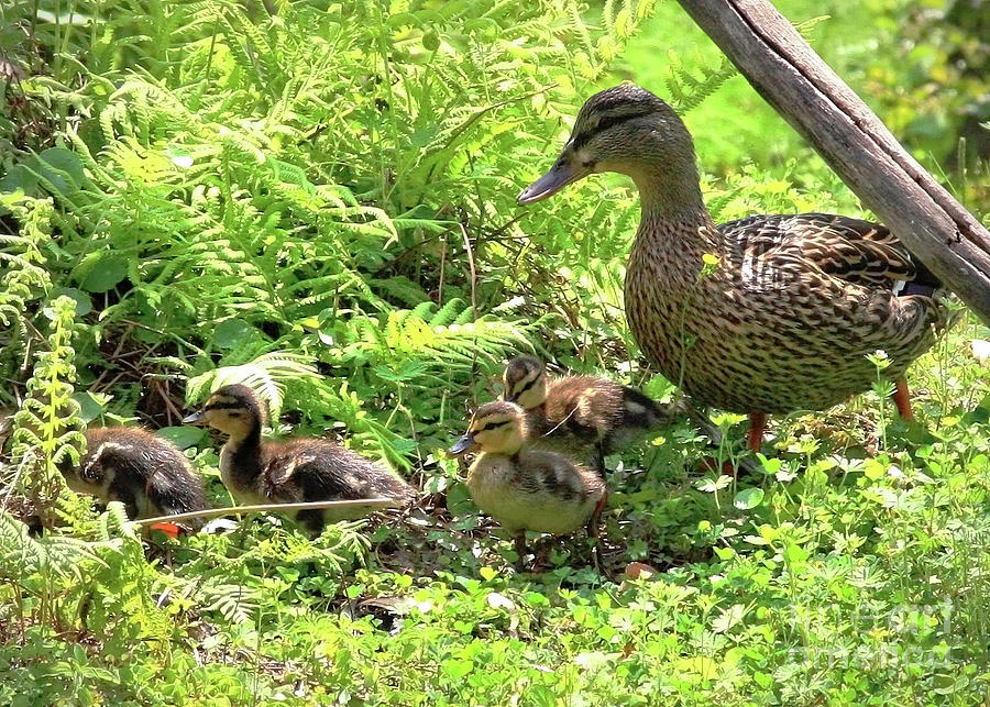 Ducklings through the Ferns Photograph by Carol Groenen