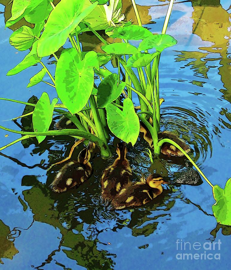 Ducklings Under the Taro Photograph by Craig Wood