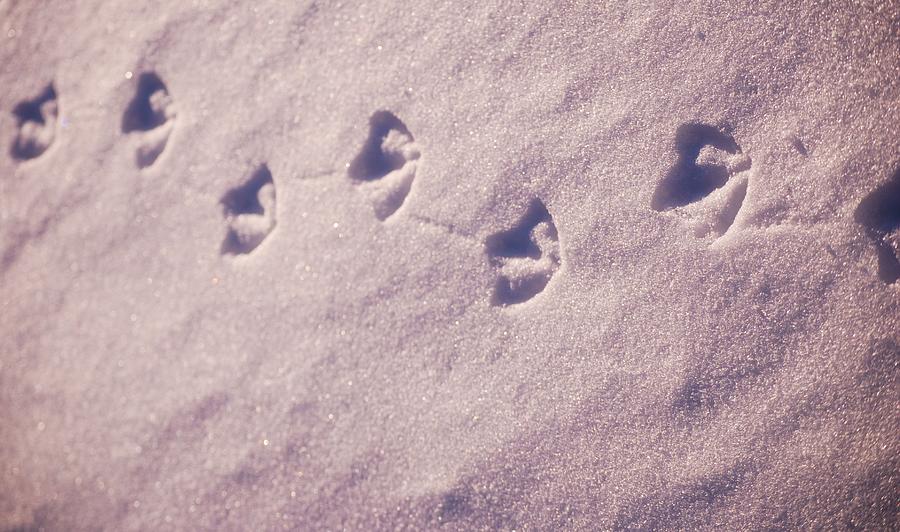 Duckprints In The Snow Photograph by Kellie Prowse