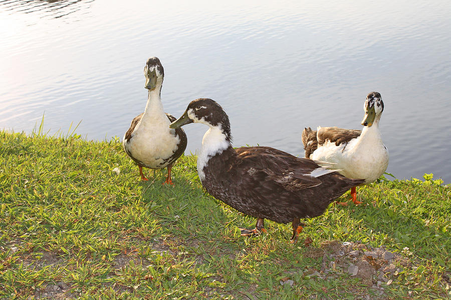 Ducks -1 Photograph by Ellen Tully
