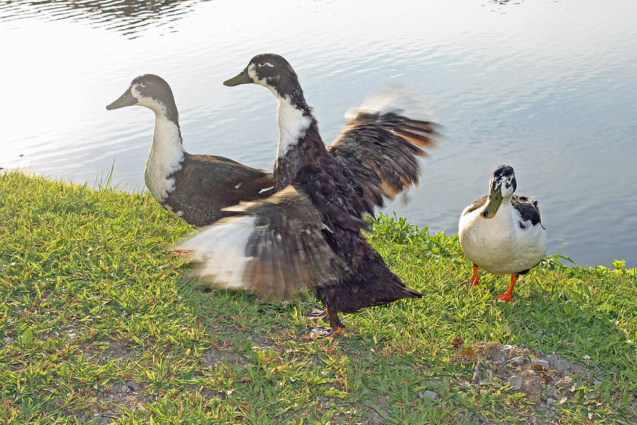 Ducks - 2 Photograph by Ellen Tully