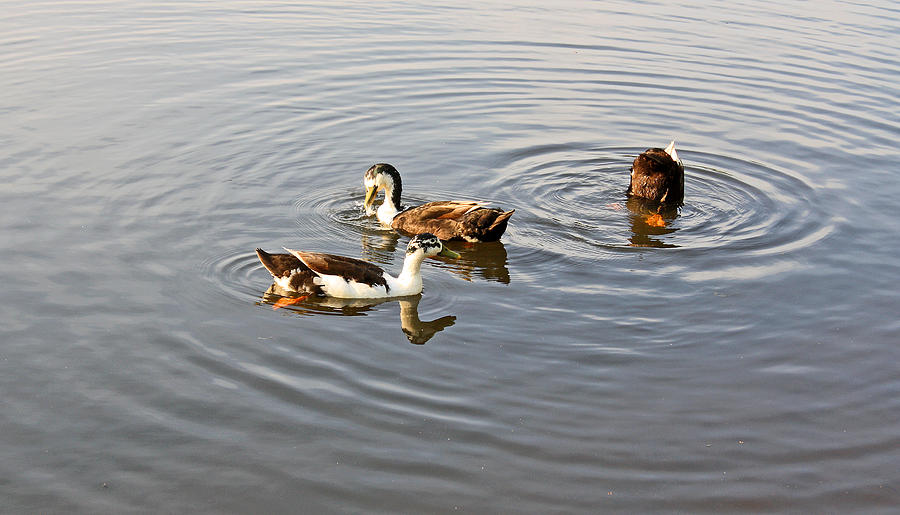 Ducks - 3 Photograph by Ellen Tully