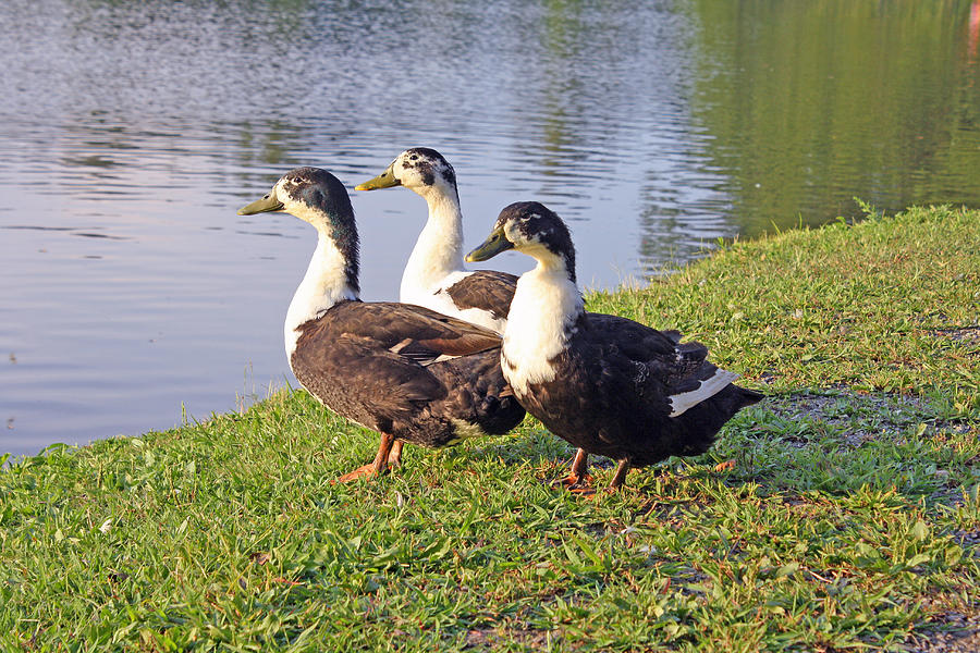 Ducks - 4 Photograph by Ellen Tully