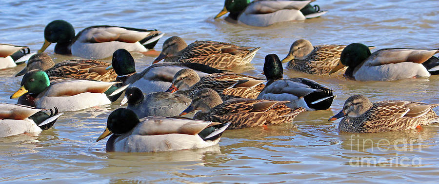 Ducks  5850 Photograph by Jack Schultz