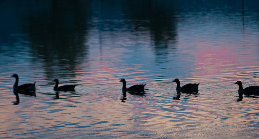 Ducks All In A Row Photograph
