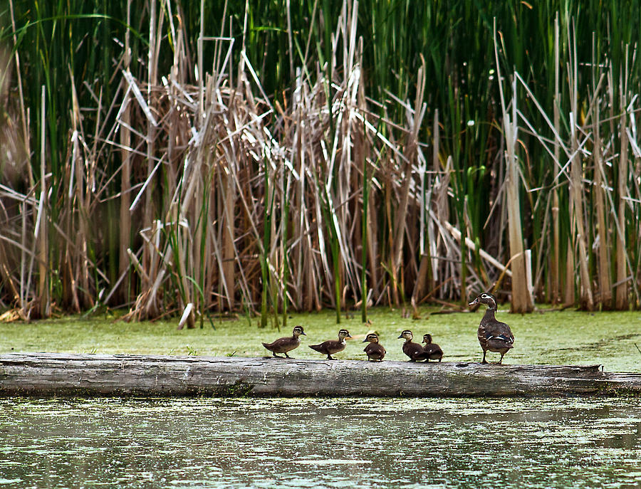 Ducks All In A Row Photograph by Ed Peterson