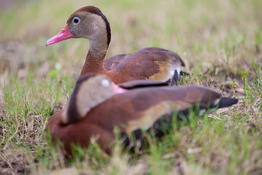 Black-bellied Whistling Ducks Photograph by Allan Morrison