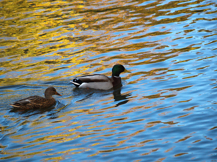 Ducks And Autumn Reflections Photograph by Dorothy Lee
