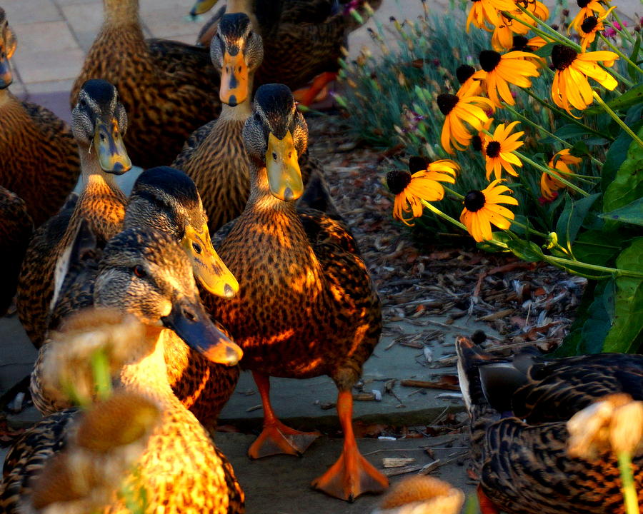 Ducks And Coneflowers Photograph by Katy Hawk