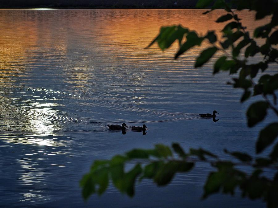 Ducks at Daybreak  Photograph by Buck Buchanan