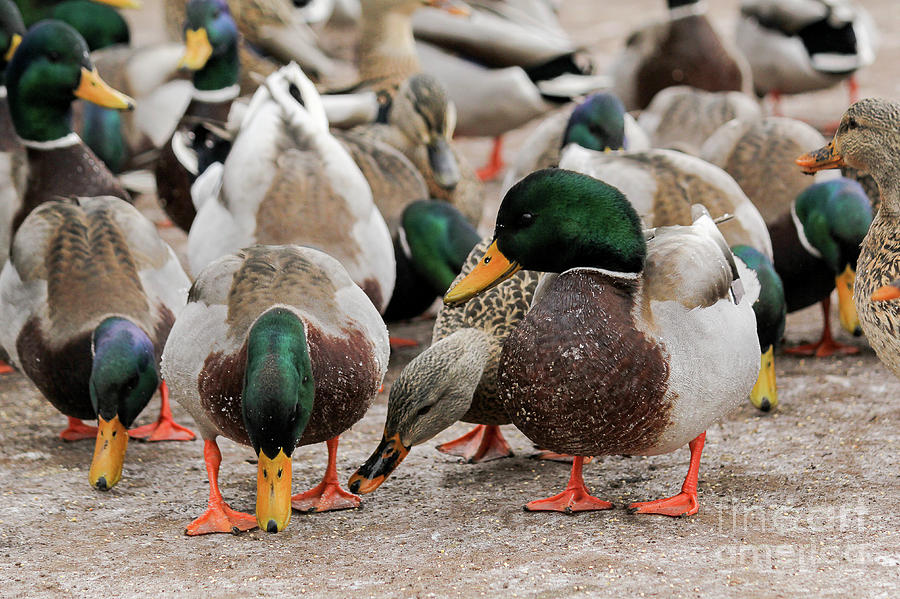 Ducks At Dufferin Islands Photograph