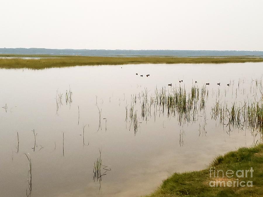 Ducks at Dusk by Rural America Scenics Ducks at Dusk by Rural America Scenics