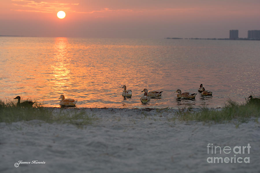 Ducks at Sunrise Photograph by Metaphor Photo