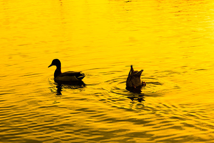 Ducks at Sunset Photograph by SR Green