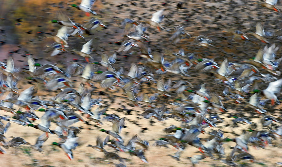 Abstract Photograph - Ducks at Take  Off by Gary Langley