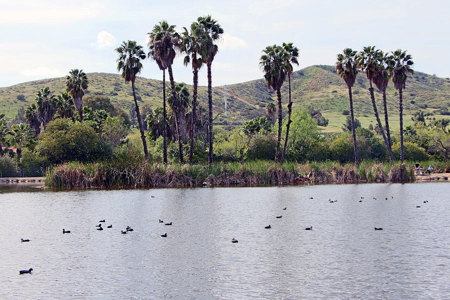 Ducks At The Lake Photograph