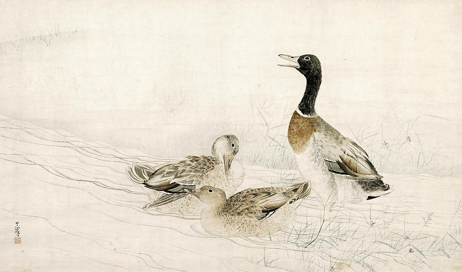 Ducks at the Waters Edge Drawing by Matsumura Goshun
