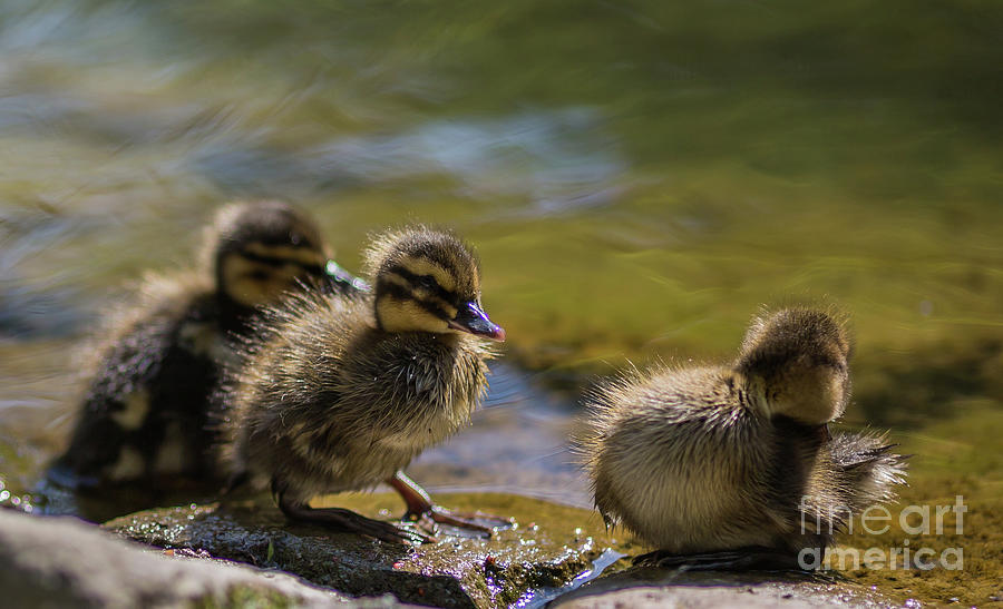Duck Babies Photograph by Eva Lechner